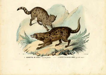 Genet, 1863-79